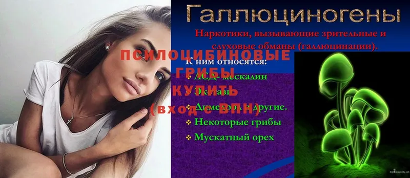 Псилоцибиновые грибы Psilocybe  где продают   Кисловодск 